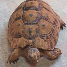 Turtle in our camper - on the Gas station Winxo Douar Rjafellah